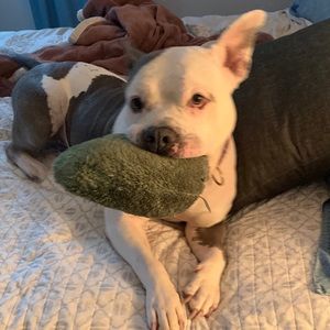 Meet your Posher, Mia